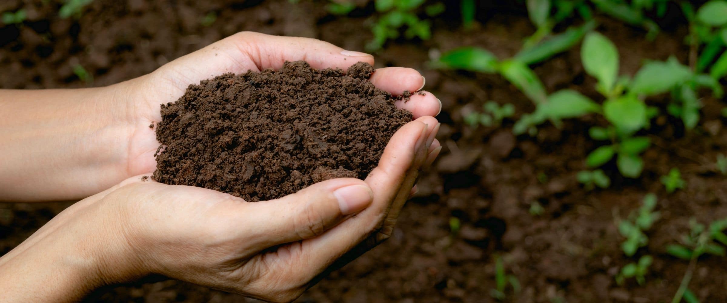 Hands holing dark soil with green leaves in the background.