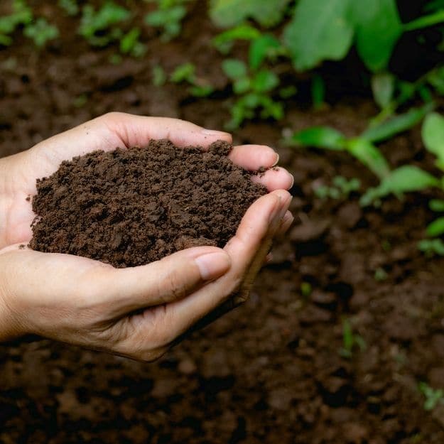 Hands holing dark soil with green leaves in the background.